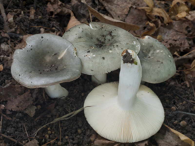 Russula anatina